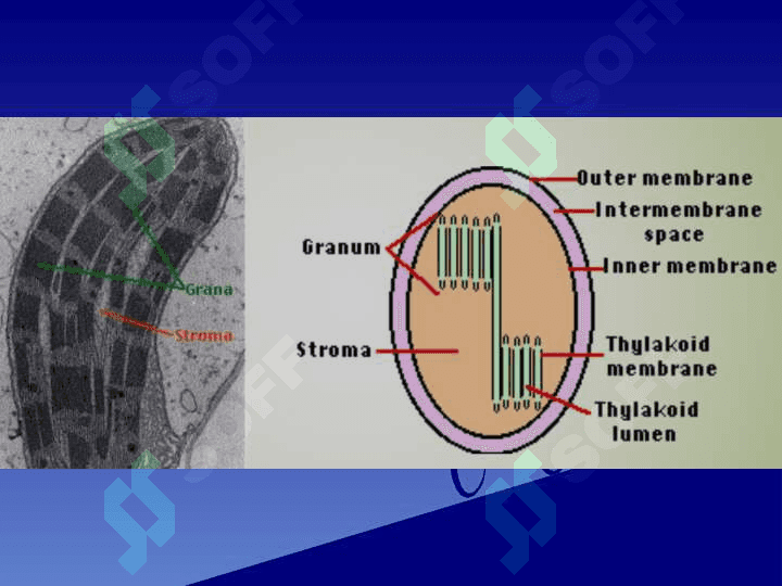 Xloroplast Geni . Xloroplast genomi Genetika va genomika asoslari fanidan taqdimot 6