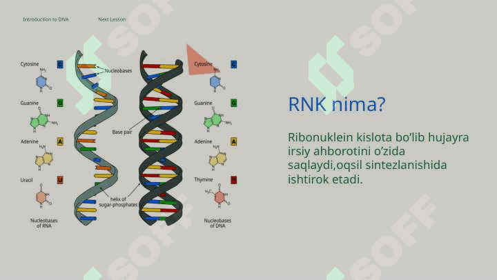 RNK tuzilishi va oqsil sintezi 3