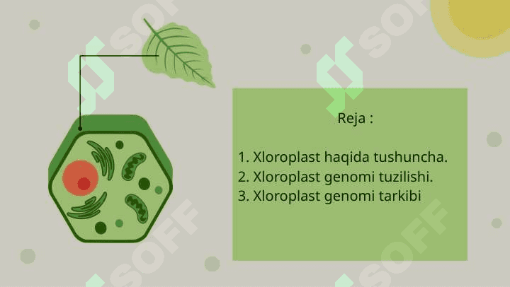 Xloroplast genomi 2