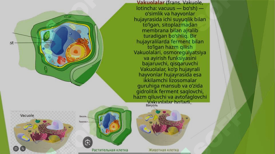 O‘simlik va hayvon hujayralarining o‘ziga xos xususiyatlari. Prokaroit va eukaroit hujayralar. Yadro uning tuzulishi va funksiyalari. Sitoplazma va uning  zamonaviy modeli, vakuola, Plastidalar, Mitaxondriya, ribasoma, peroksisoma, lizasoma,endoplazmatik to‘r, golji apparati. Sitoplazmaning harakati, protoplazmaning qovushqoqligi va elastikligi, diffuziya va osmos, turgor va plazmoliz,hujayraning so‘rish kuchi. 7