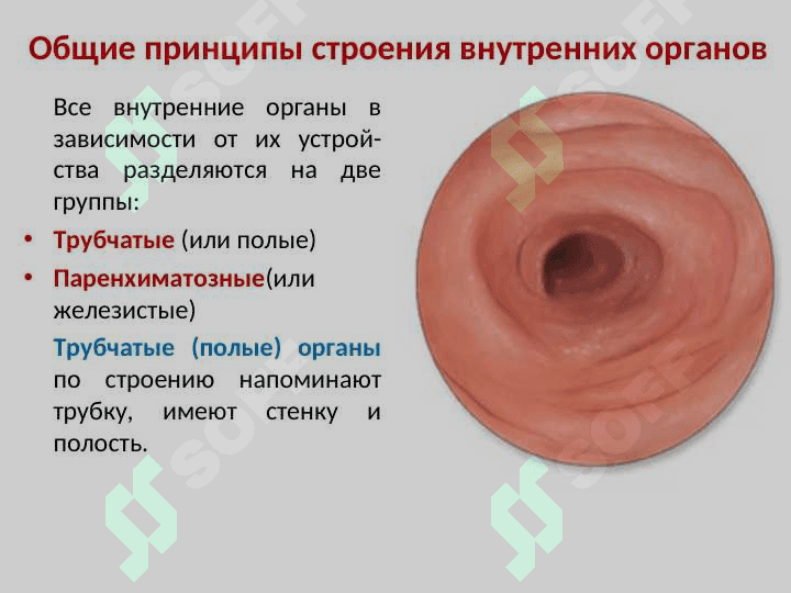 ОБЩАЯ СПЛАНХНОЛОГИЯ 3
