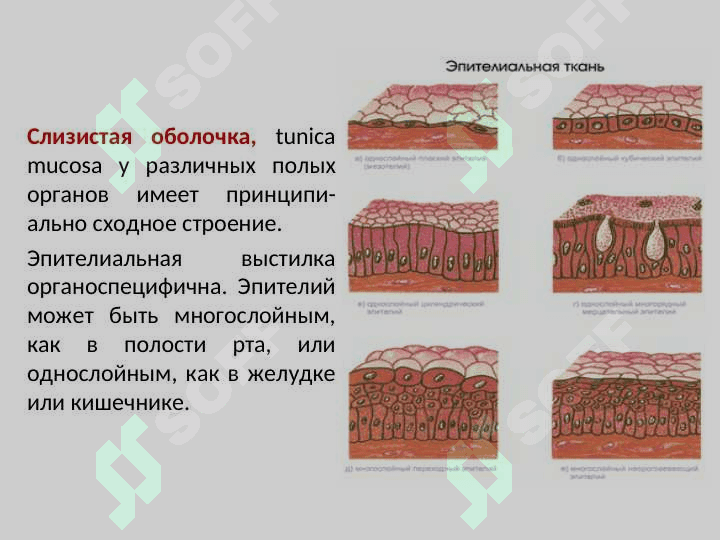 ОБЩАЯ СПЛАНХНОЛОГИЯ 6