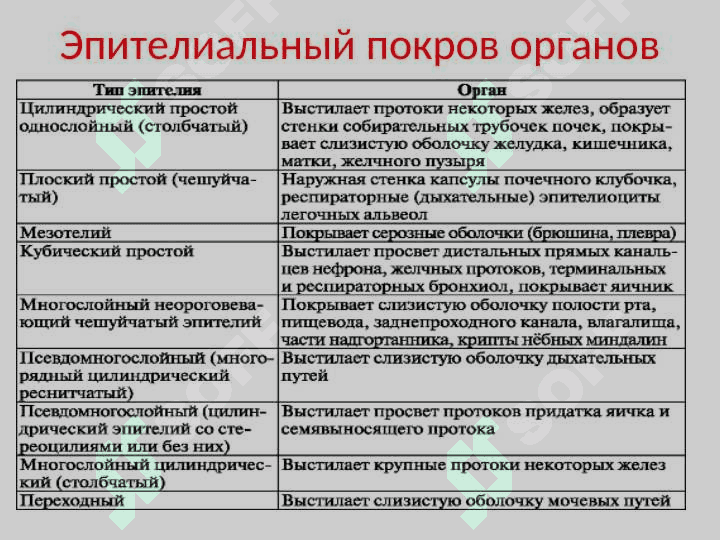 ОБЩАЯ СПЛАНХНОЛОГИЯ 7