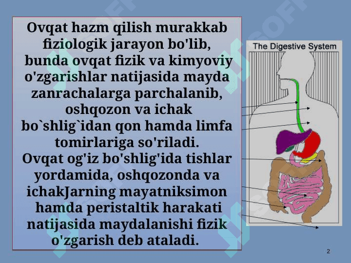 Ovqat hazm  qilish jarayonini  nerv va gumorol  Sistema orqali  boshqarilib turishi 2