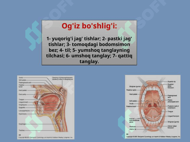 Ovqat hazm  qilish jarayonini  nerv va gumorol  Sistema orqali  boshqarilib turishi 3