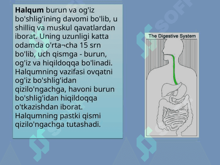 Ovqat hazm  qilish jarayonini  nerv va gumorol  Sistema orqali  boshqarilib turishi 4