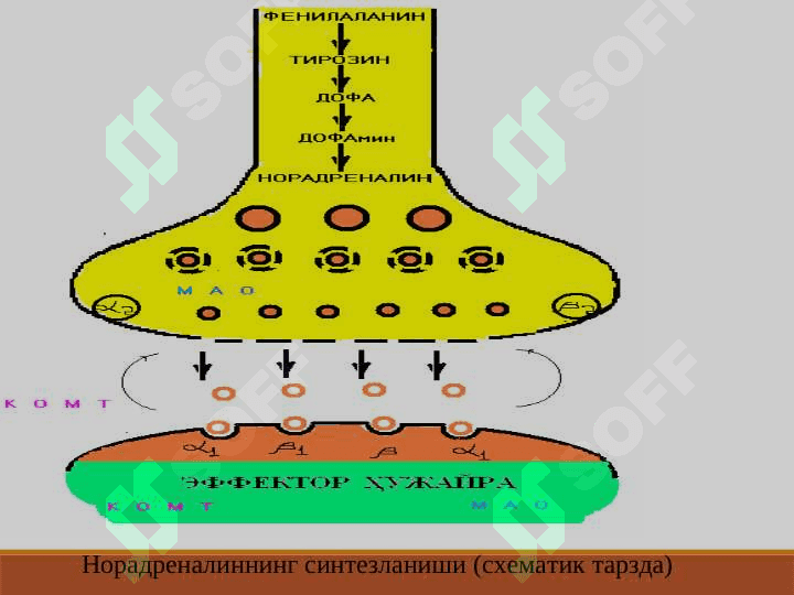 ADRENOMIMETIKLAR. SIMPATOMIMETIKLAR 4