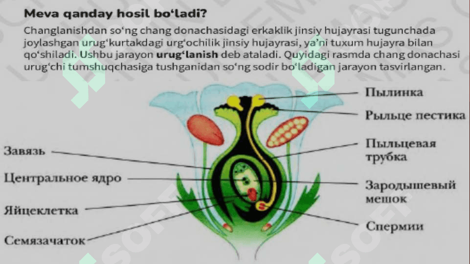 Gulli o`simliklarning ko`payishi 2