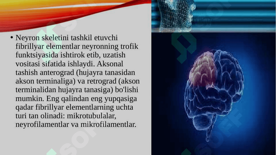 Asab jarayonlarining qo‘zgalishi va tormozlanishi 7