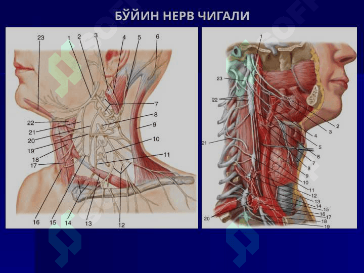 QO`L - OYOQ NERV POYALARINING JARROXLIK ANATOMIYASI VA PERIFERIK NERVLARDA OPERATSIYALAR 6