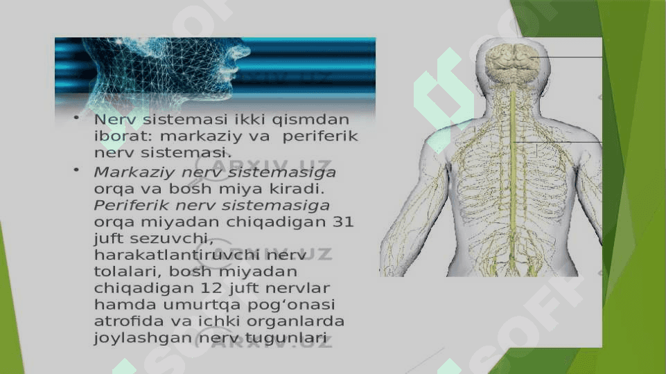 Nerv sistemasining rivojlanishi 4
