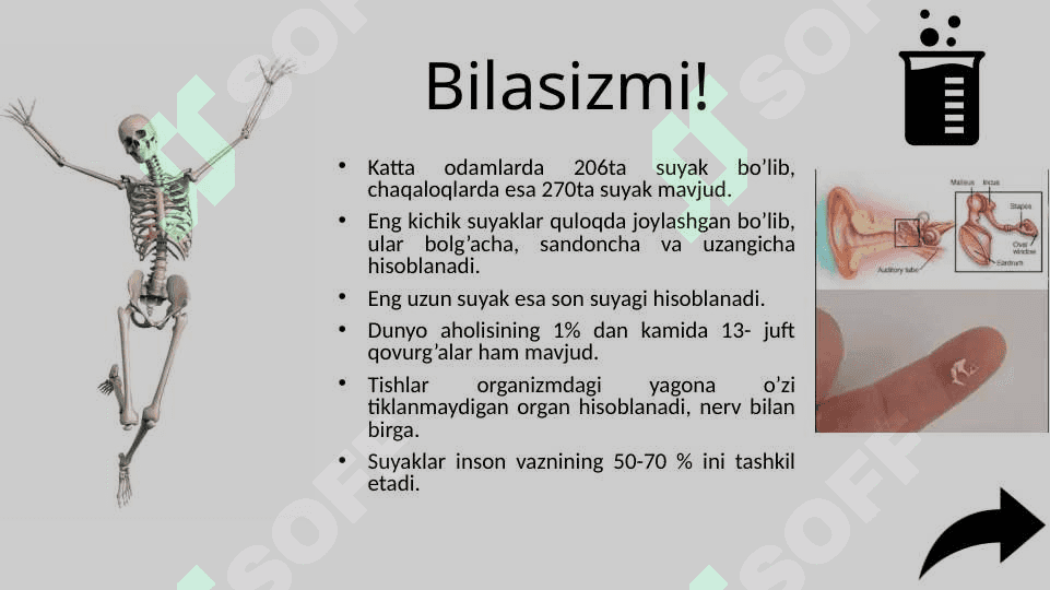 Skelet sistemasining o’sishi va rivojlanishining yosh xususiyatlari 3