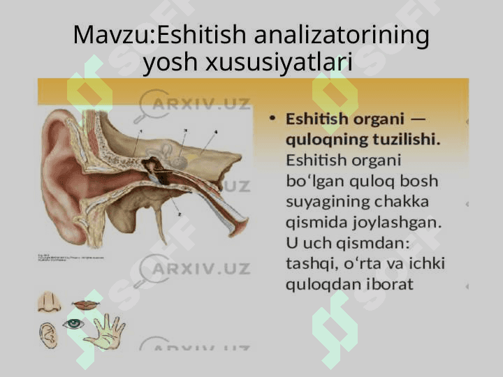 Eshitish analizatorining yosh xususiyatlari 2