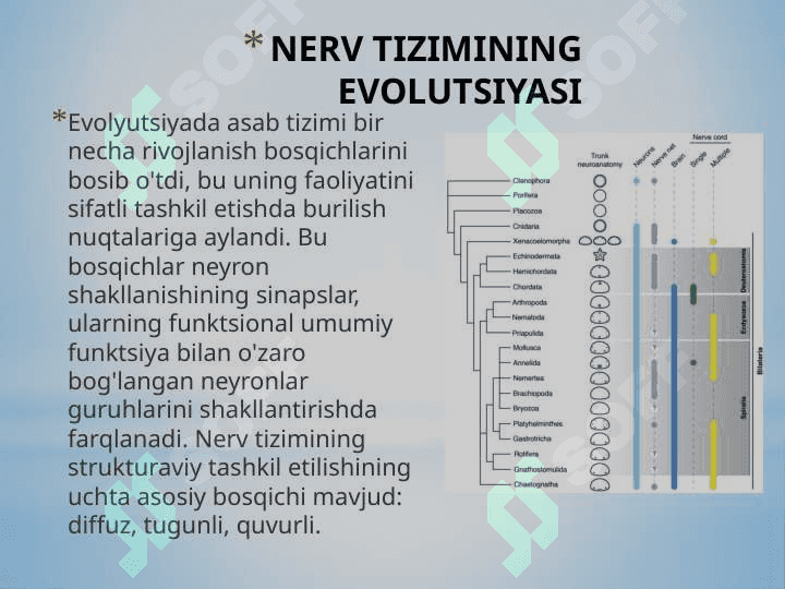 Nerv sistemasi ivolutsiyasi va ontogenezi 6