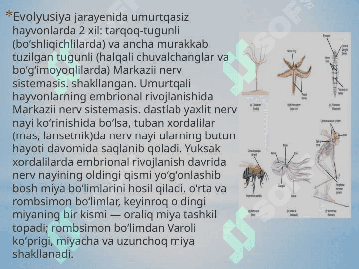 Nerv sistemasi ivolutsiyasi va ontogenezi 8