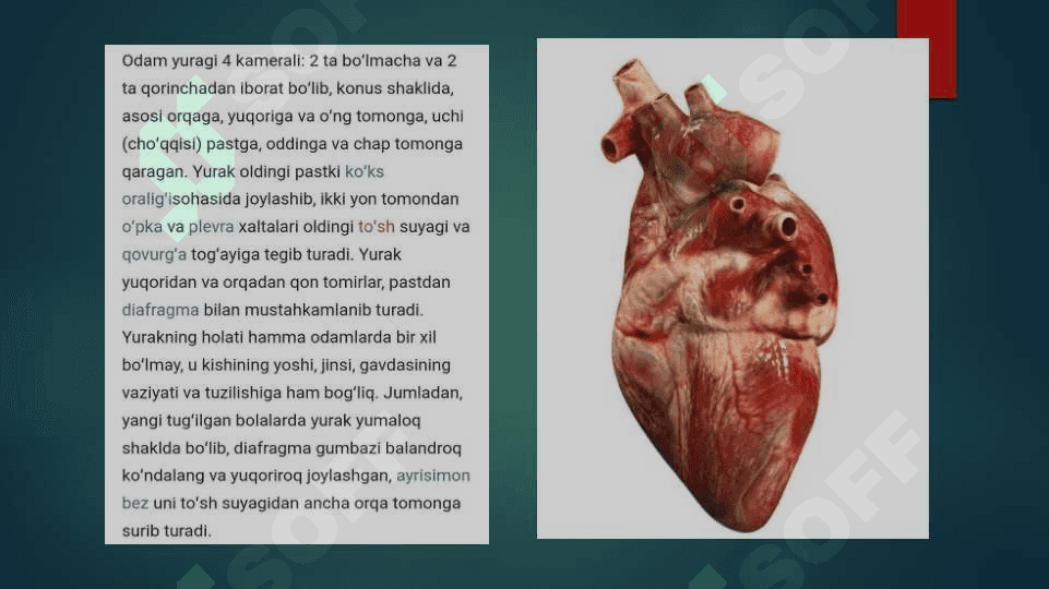 Yurakning ishlash mexanizmi va boshqarilishi 3