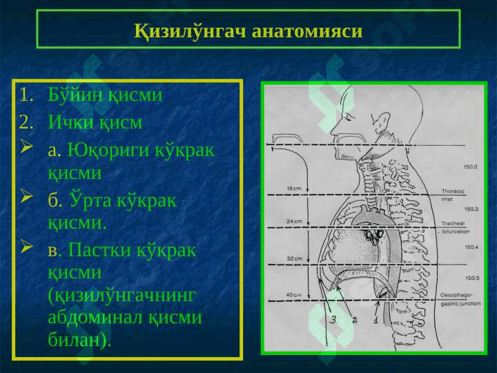 Kizil o'ngach kasaliklari..ppt 5