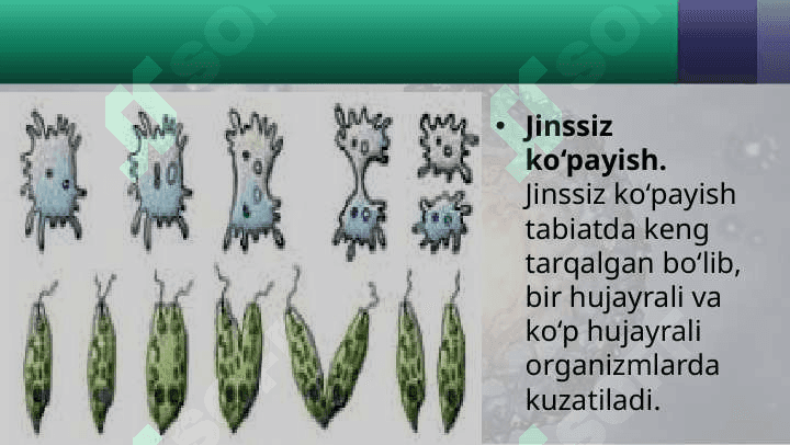 Jinssiz ko‘payish 5