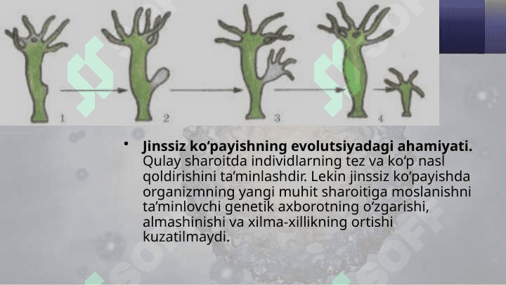 Jinssiz ko‘payish 7