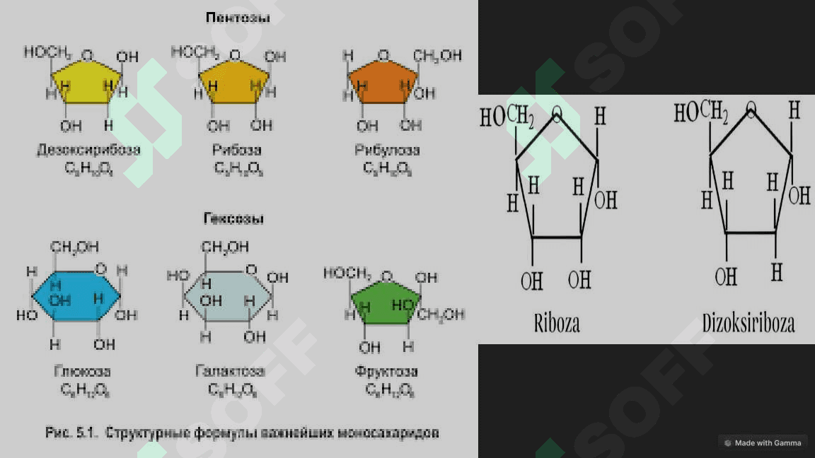 Uglevodlar : Monosaxaridlar va Disaxaridlar 4