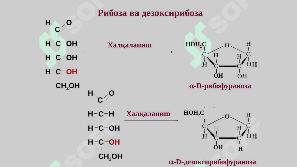 Uglevodlar : Monosaxaridlar va Disaxaridlar 5
