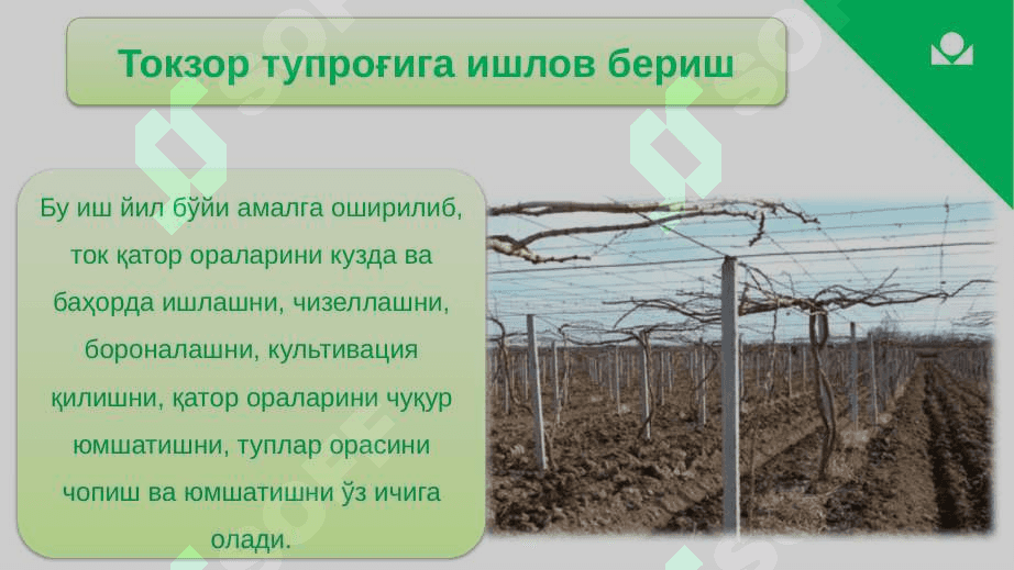 XOSILLI TOKLARNI PARVARISHLASH AGROTEXNIKASI 3