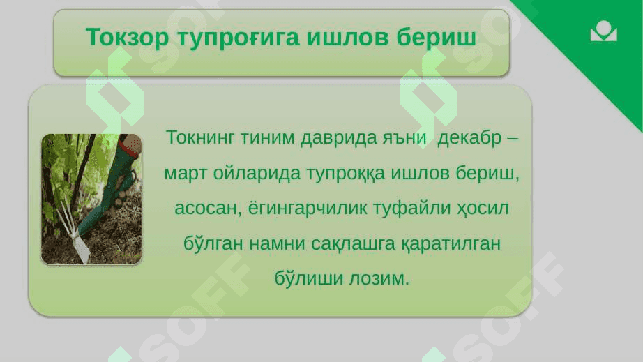 XOSILLI TOKLARNI PARVARISHLASH AGROTEXNIKASI 4