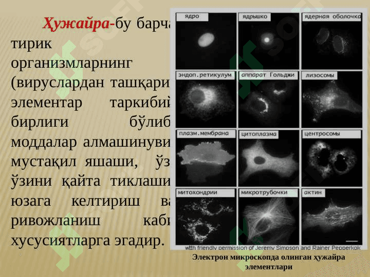 O'simlik to'qimalari 3