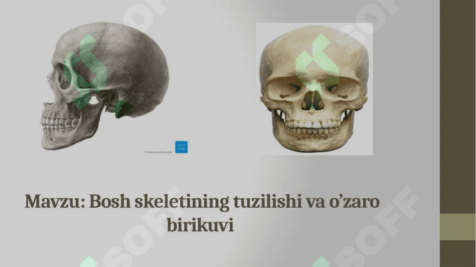 Bosh skeletining tuzilishi va o’zaro birikuvi 2