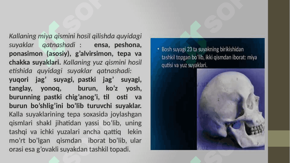 Bosh skeletining tuzilishi va o’zaro birikuvi 5