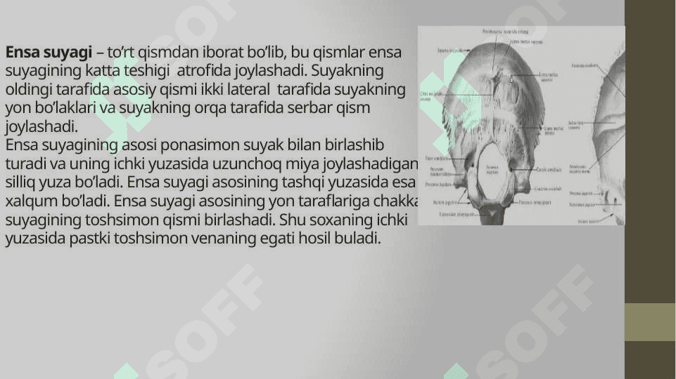 Bosh skeletining tuzilishi va o’zaro birikuvi 7