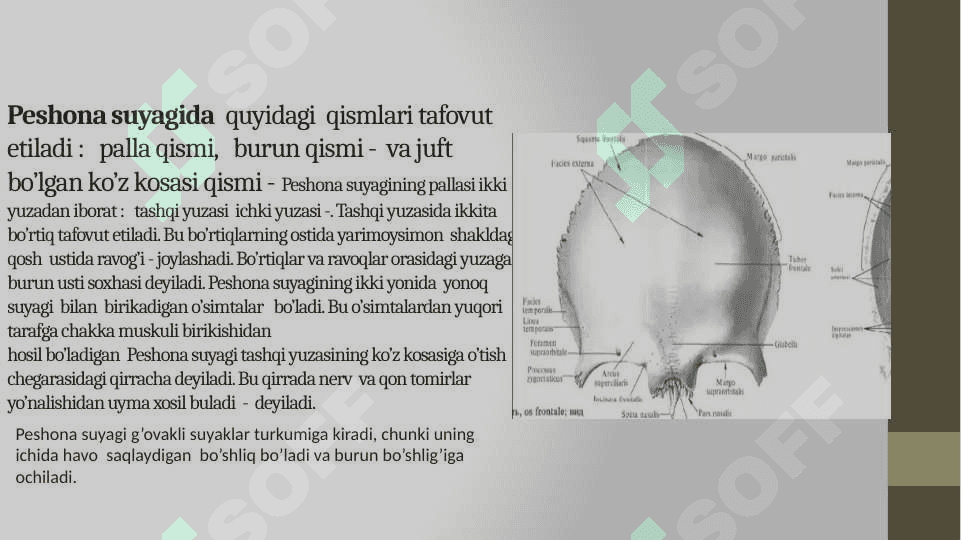 Bosh skeletining tuzilishi va o’zaro birikuvi 8