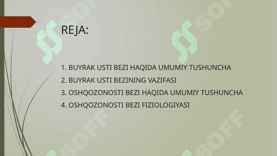 BUYRAK USTI BEZI, OSHQOZONOSTI BEZINING TUZILISHI, FIZIOLOGIYASI VA BOSHQARILISHI 2