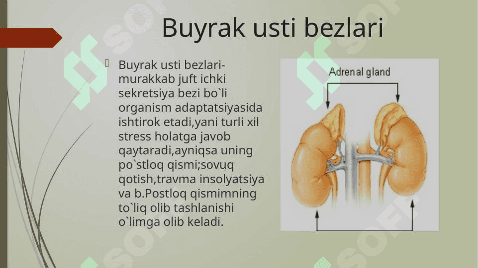 BUYRAK USTI BEZI, OSHQOZONOSTI BEZINING TUZILISHI, FIZIOLOGIYASI VA BOSHQARILISHI 3