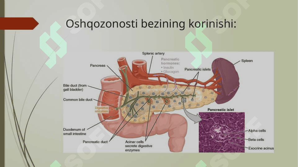 Jigar va oshqozonosti    bezining tuzilishi va funksiyalari 8