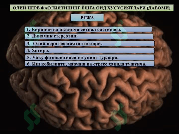 Олий нерв фаолиятининг ѐшга  оид  хусусиятлари 2