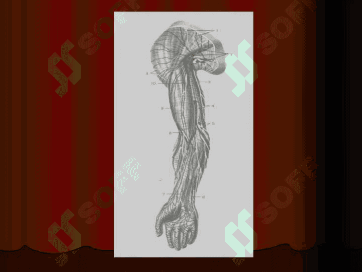 Qoʻlning topografik anatomiyasi. qon tomirlarida operasiyalar 6