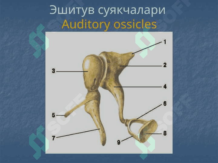 Tashqi va oʻrta quloqning oʻtkir va surunkali yalligʻlanish kasalliklari 6