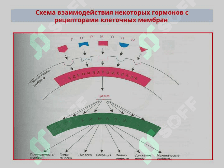 Средства, влияющие на обмен веществ 7