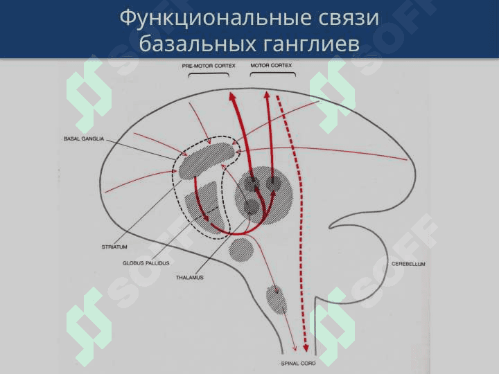 Центральный и периферический параличи, экстрапирамидные расстройства 5