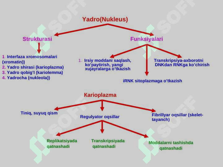 Tibbiy ta’lim sistemasida biologiyaning tutgan o‘rni. Tibbiy biologiya faniga kirish . 8