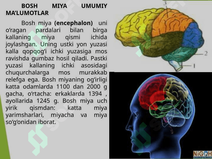 Bosh miya yarim sharlarining poʻstlogʻini fiziologiyasi 3