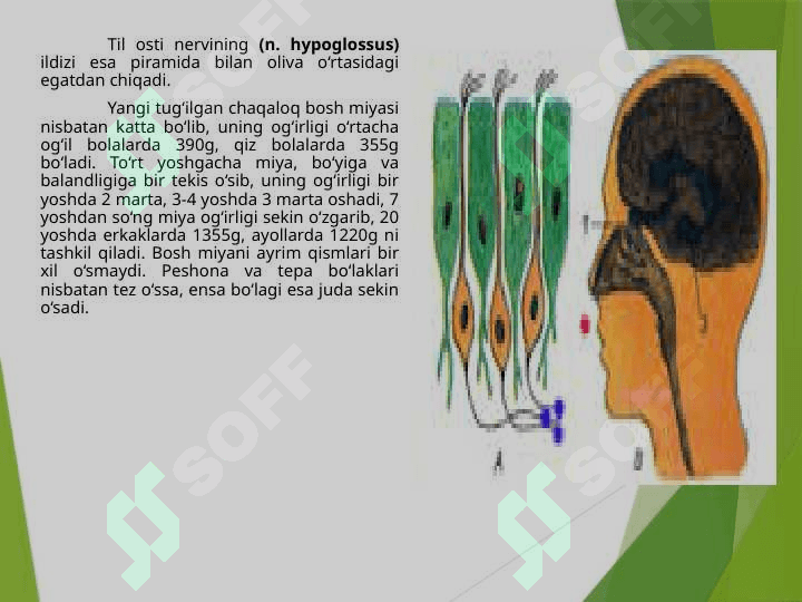 Bosh miya yarim sharlarining poʻstlogʻini fiziologiyasi 8