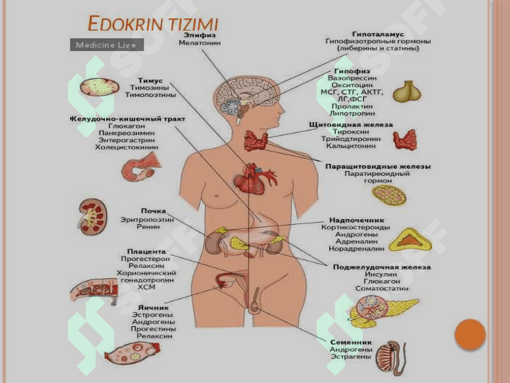 Ekzokrin va endokrin azolar haqida tushuncha 3