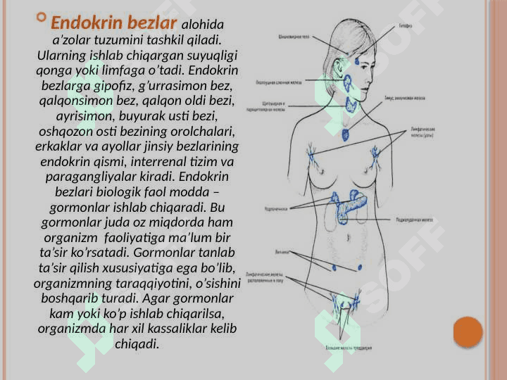 Ekzokrin va endokrin azolar haqida tushuncha 4