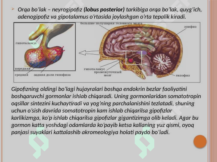 Ekzokrin va endokrin azolar haqida tushuncha 8