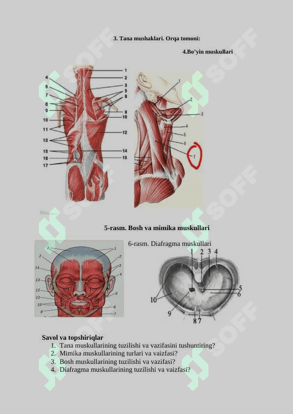 Muskul tuzimi- Miologiya. Muskullarning anatomiyasi va fiziologiyasini, xilma-xilligini, tuzilishini va vazifasini o‘rganish. 2