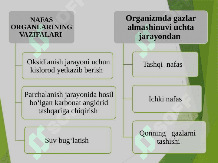 Nakfas olish va ayirish  tizimlarining yosh xususiyatlari va gigiyenasi 2