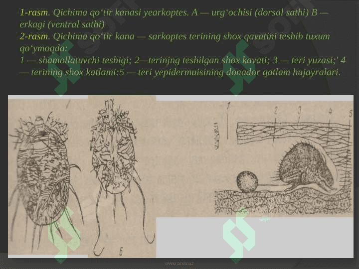 Hayvonlarning qo'tir kasalliklari 6