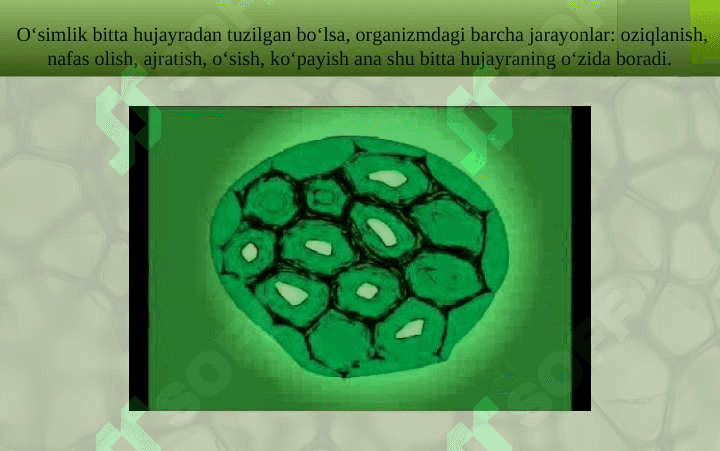 HUJAYRA VA UNING TARKIBIY QISMLARI 4